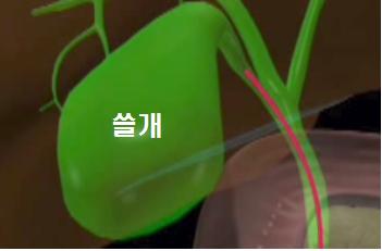  쓸개의 기능 요약 설명
