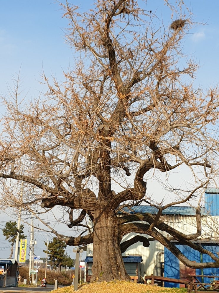 김제 가볼만한 곳, 우리나라 문화유산, 공덕면의 은행나무(전라북도 기념물 제259호)