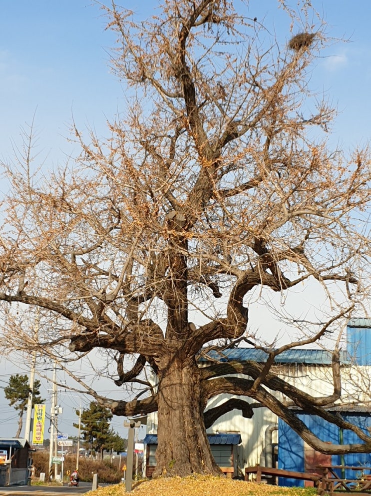  김제 가볼만한 곳, 우리나라 문화유산, 공덕면의 은행나무(전라북도 기념물 제259호)