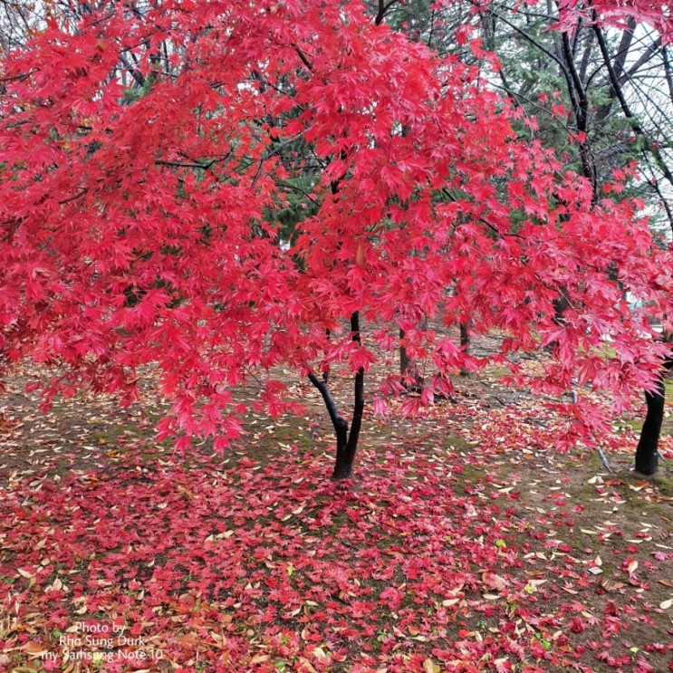 단풍, 겨울비 만나 낙엽으로 지다.