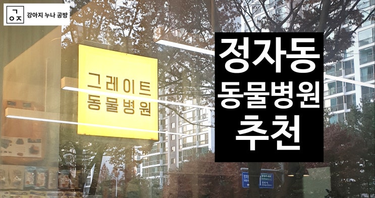  리얼후기) 분당 정자동 양심적인 동물병원 추천- 그레이트 동물병원