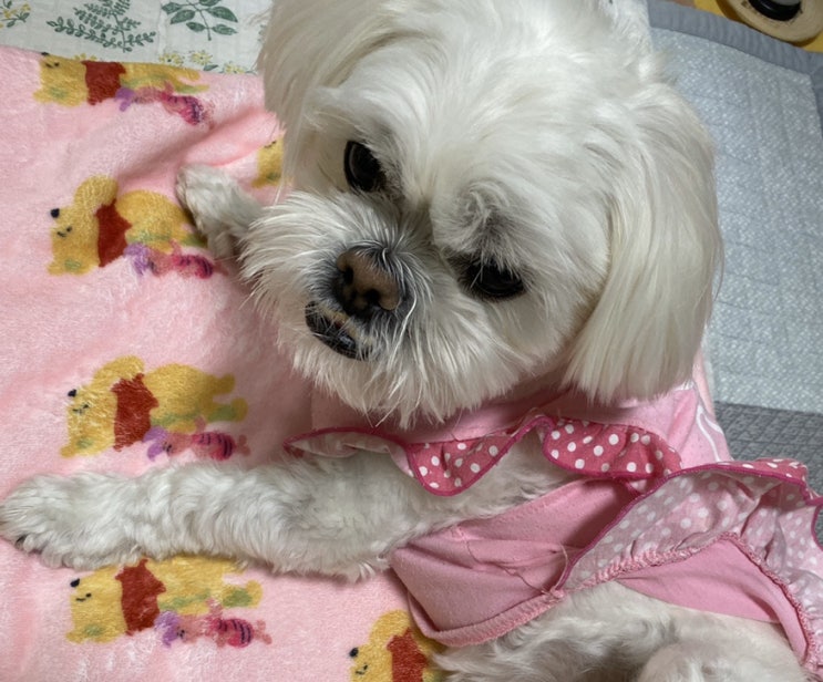 내가 사랑하는 캐릭터 :곰돌이 푸 내가 사랑하는 캐릭터 :곰돌이 푸