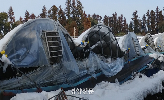 "보험료 42만원 내고 폭설 때 213배 보험금 받았어요"...겨울철 농업재해 '보험'으로 극복 "보험료 42만원 내고 폭설 때 213배 보험금 받았어요"...겨울철 농업재해 '보험'으로 극복