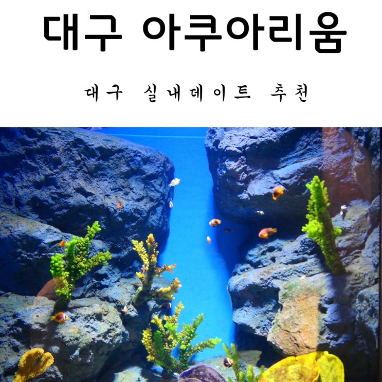 대구실내데이트 추천! 대구아쿠아리움 연간이용권 정보까지