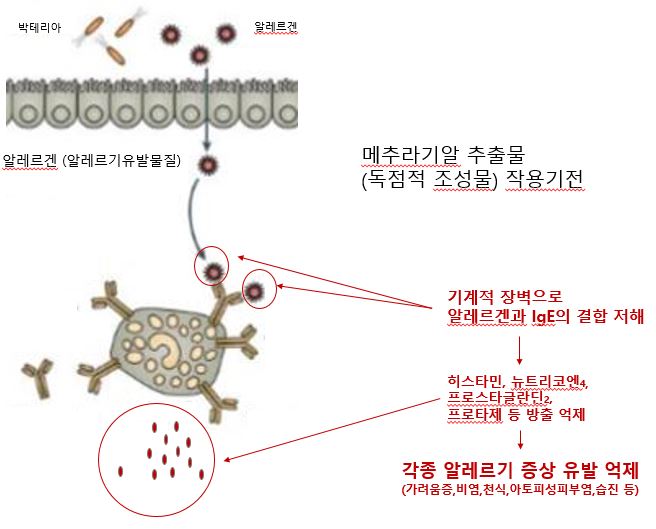  광범위 알레르기 질환에 효과가 있는 식품이 있다