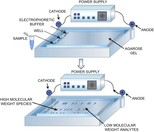 [유전공학실험]겔 전기영동(gel electrophoresis) 실험원리 방법 결과 PCR 결과학인