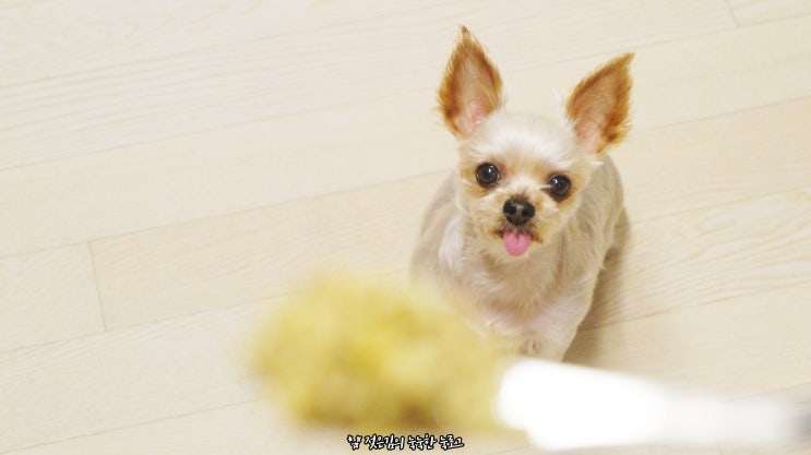 강아지 화식 듀먼으로 손쉽게 준비해요 강아지 화식 듀먼으로 손쉽게 준비해요