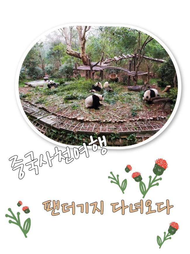  중국사천청두여행 팬더기지 다녀오다 # 색다름의연속