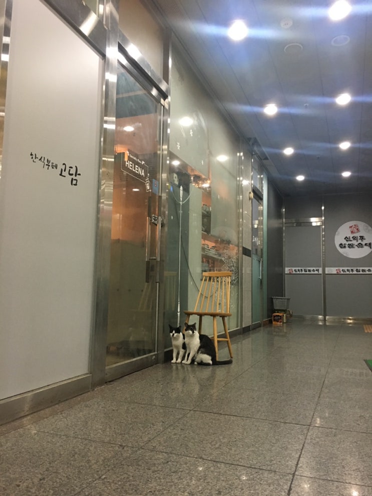  나의 발걸음을 멈추게 한 길 고양이의 귀여운 영상을 보여주세요~
