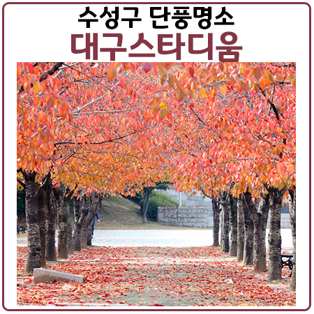 수성구 단풍명소 - 대구스타디움 수성구 단풍명소 - 대구스타디움