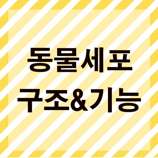  동물세포 구조 기능 중등과학 중1 생물의 구성을 공부하자.