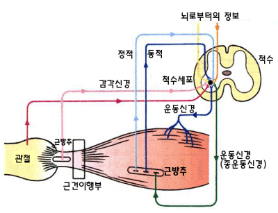 대전 중구 대흥동 선화동 은행동 헬스장 가온헬스 근방추와 신전반사