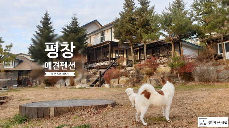 리얼후기 ) 코가 뻥! 뚫리는 강원도 애견 동반 여행 - 듀오 애견 펜션