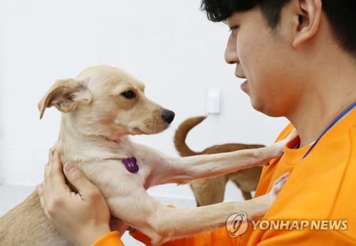 '반려동물 입양문화 정착'…경기도, 8일 유튜브 생방송