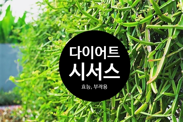  시서스 다이어트 시서스 효능 시서스가루 부작용