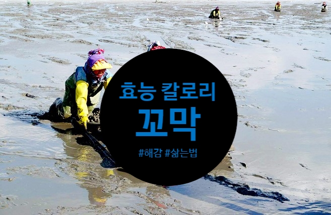  꼬막 효능 꼬막 삶는법 꼬막해감법 칼로리