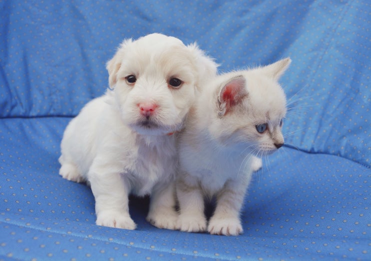  고양이 강아지 합사하는 경우 꿀팁!!