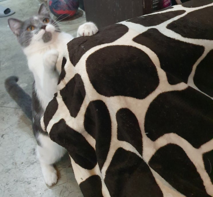  UFC(Ultimate Fighting Cats):냥아치 격투가들