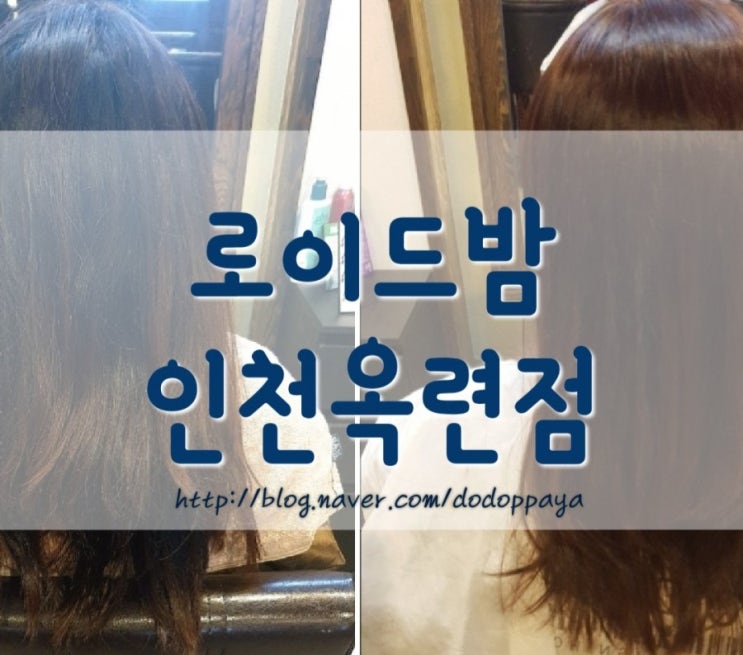  연수구 옥련동 미용실 로이드밤 인천옥련점 염색 머릿결도 빛나요
