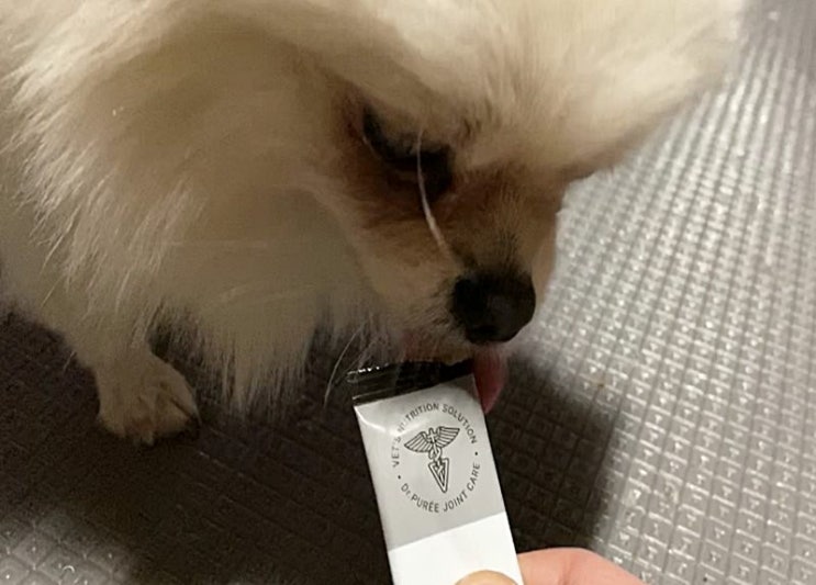  베츠레시피 강아지츄르 완전 잘먹어요