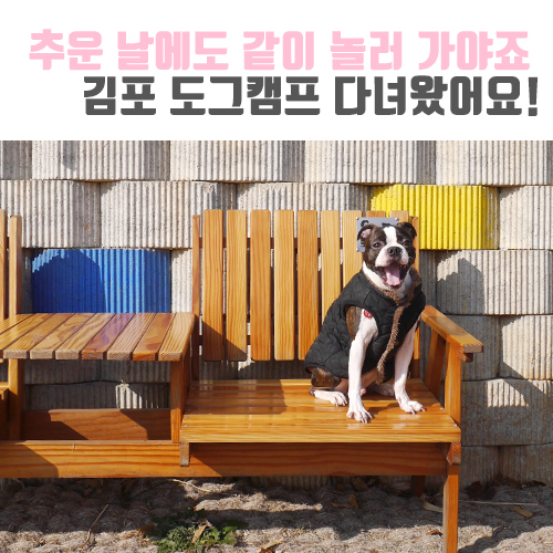  [보보일기/도그캠프] 춥다고 집에만 있을 수 있나, 서울근교 김포 애견운동장 다녀왔어요~