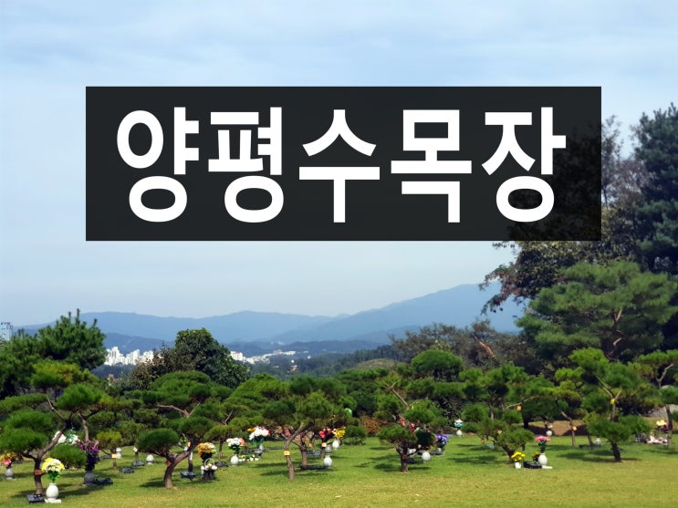  양평수목장 자연환경이 좋아 추천해 드립니다.