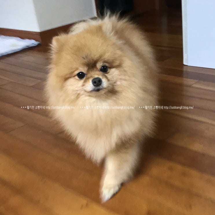  포메라이안 털빠짐 심해 털 반만 밀었어요 ㅋㅋ