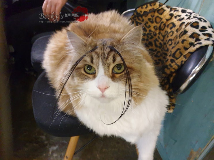  덩치 큰 노르웨이 숲 고양이 삼식이의 가르마 스타일 눈썹