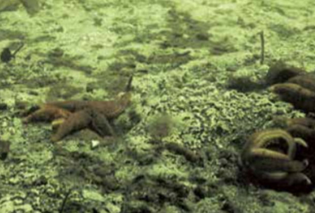 물고기 숨 못쉬는 ‘죽음의 해역’ 데드존 확산…대멸종 경계