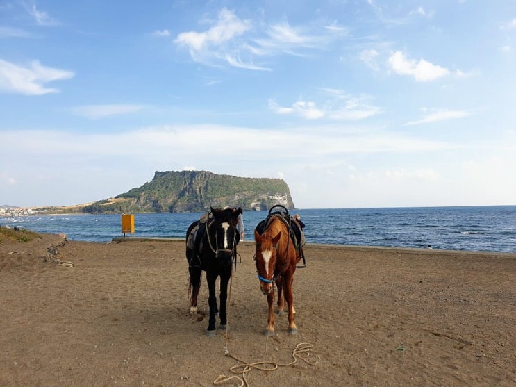  제주 승마 체험 - 성산일출봉이 보이는 광치기해변 승마가 가성비 갑