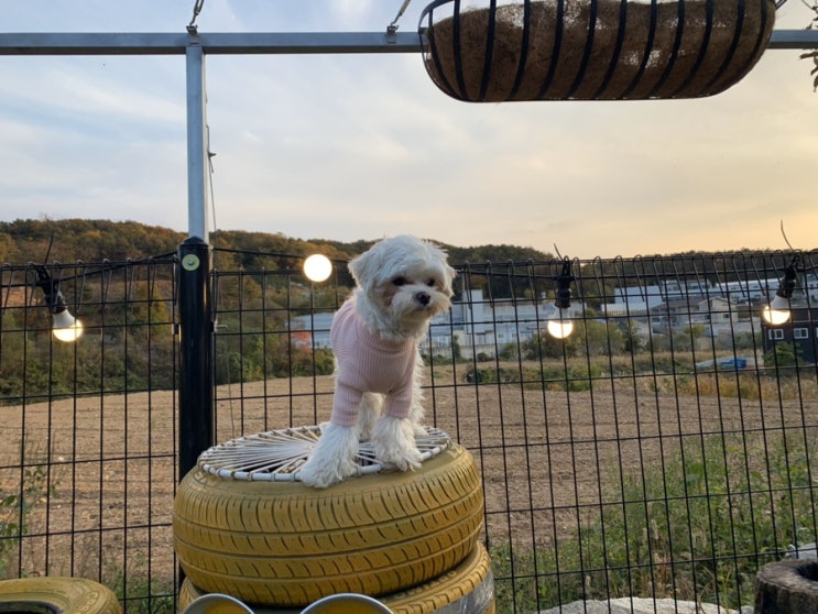  독신남 파주 운동장 애견카페 (소형견전용 애견카페)
