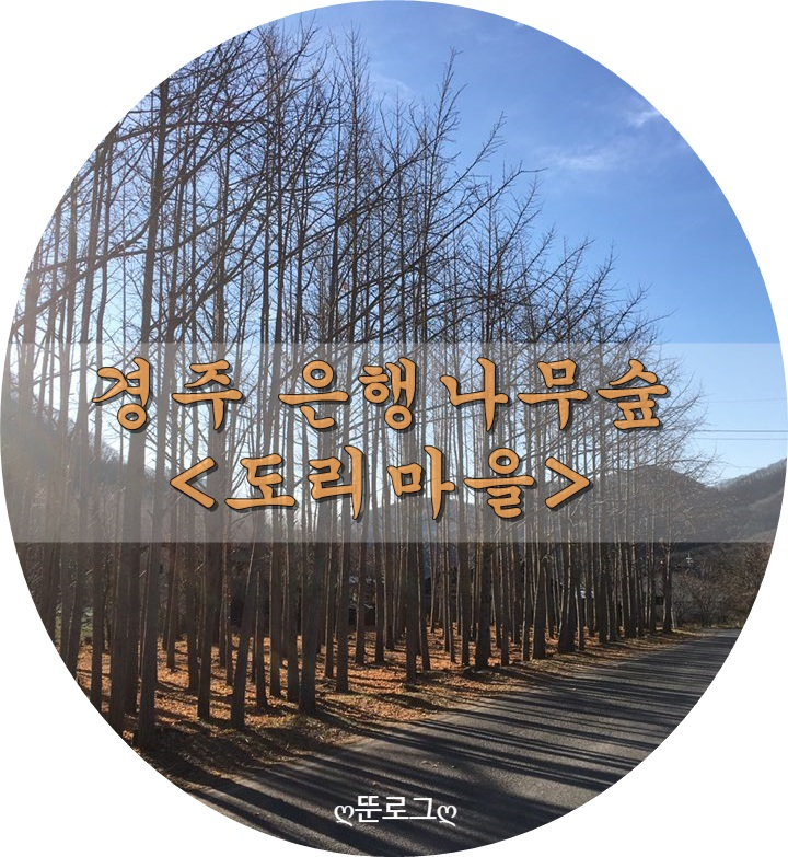  (경주가볼만한곳)12월에도 분위기있는 은행나무숲 ''경주도리마을''