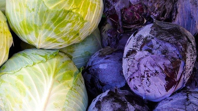 역류성 식도염에 효과가 있는 새콤달콤 임신 초기에 좋은 양배추즙 안마기 4