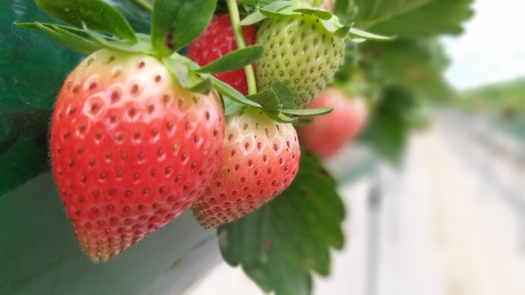 귀농일기 예쁜 아리향 딸기 사진 모음