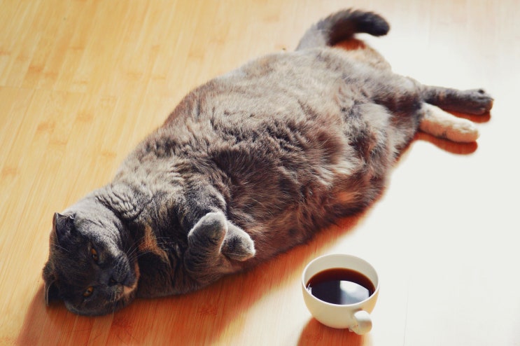고양이 비만도, 그리고 사료 급여량 계산법