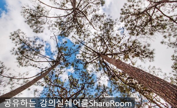  해안송껍질 추출물 피크노제놀, 여성 갱년기 영양제외에 다른 효능이?