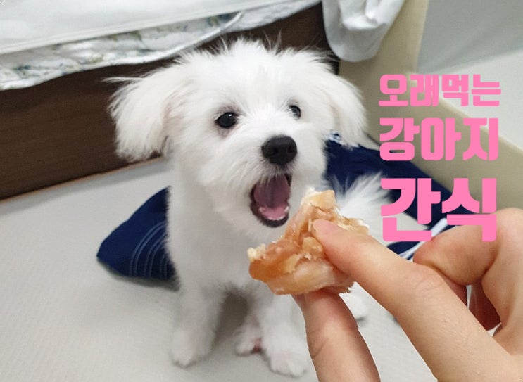  리얼후기 ) 직접 급여해본 강아지 간식 추천 및 후기 - 오래먹는 간식 편