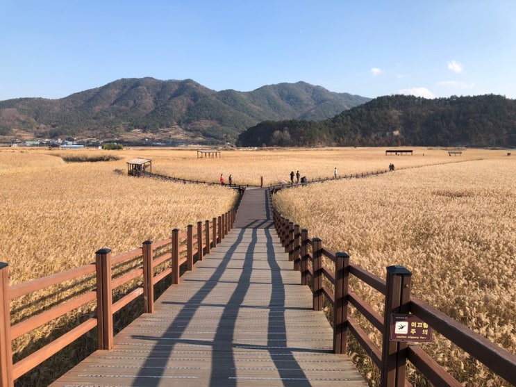  순천여행추천 순천만습지는 정말 사랑이네요 가슴이 뻥~