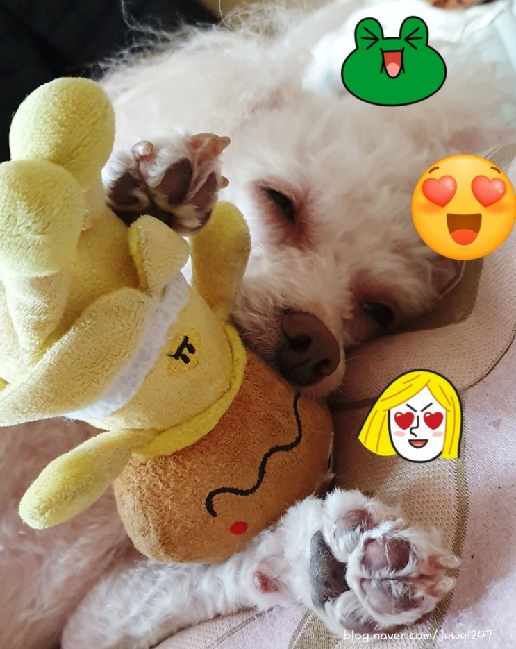  자는 모습이 사랑스러운 울 강아지