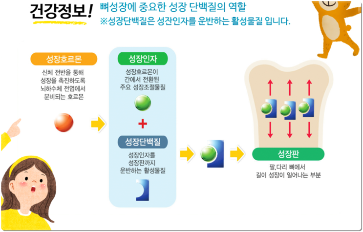  키 성장에 도움이 되는 어린이 키 성장 영양제를 알려드립니다~!!