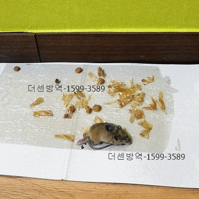  쥐구멍 막기 미션 후기