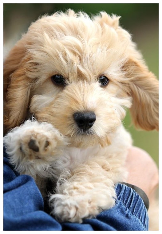 코카푸는 얼마나 오래 사나요