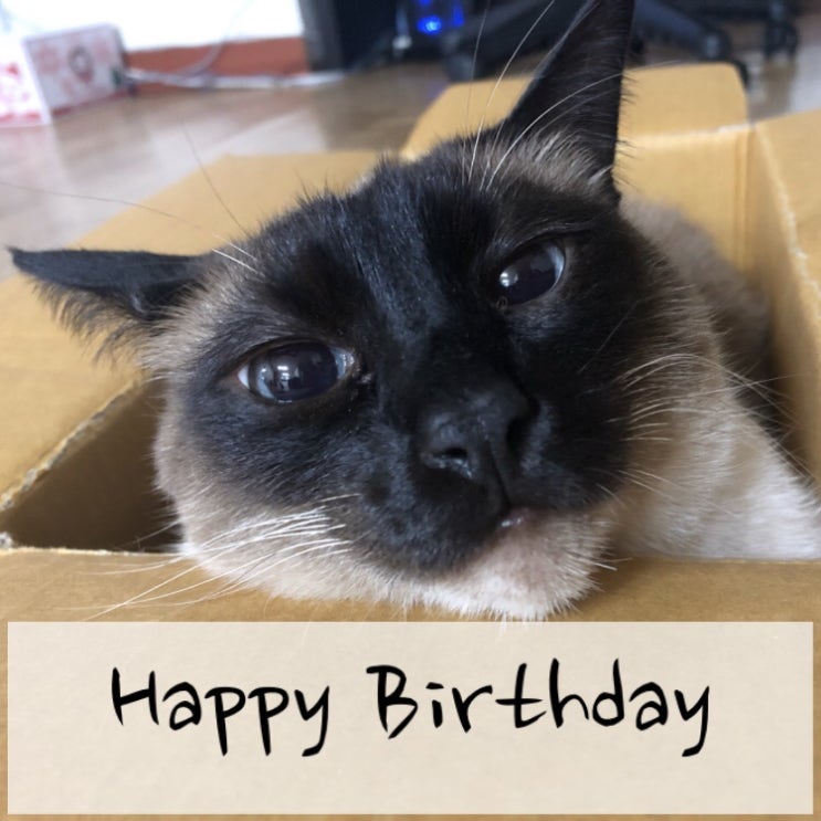  내가 사랑하는 고양이 꾸나의 생일을 축하하며 사진 대방출