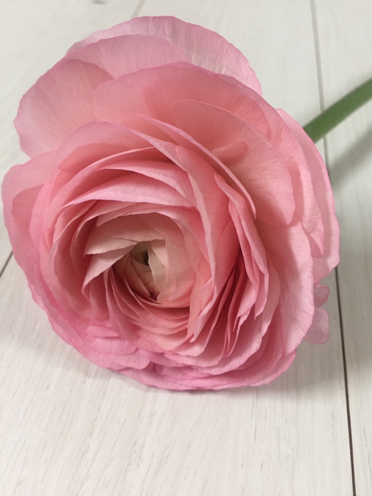  꽃힐링(25) 라넌큘러스(Ranunculus), 한송이꽃다발,라넌큘러스꽃선물, 꽃을 오래보는 방법