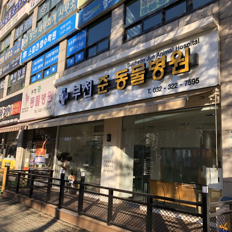  9개월 말티즈 뚜비 귓병 치료ㅠㅠ 재발이 잘 되니 조심!