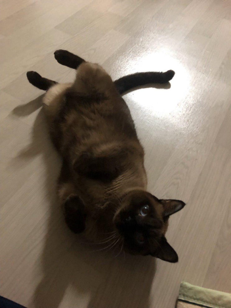  우리집 고양이