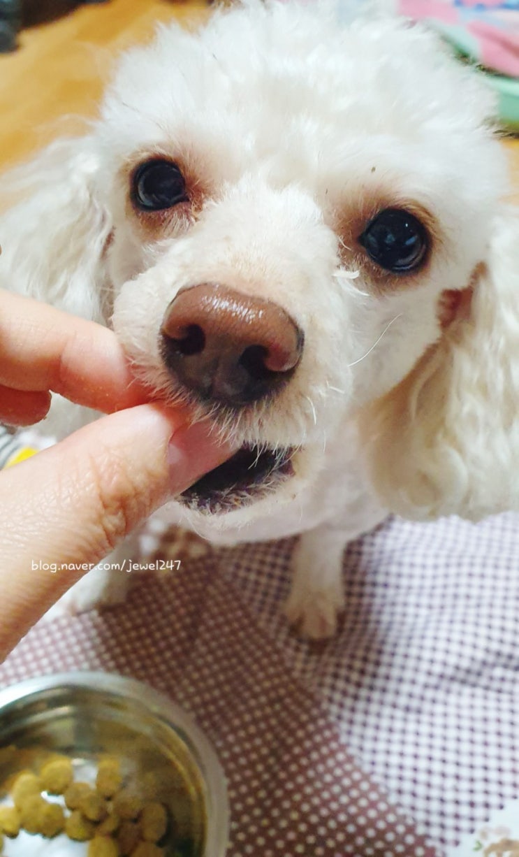  사랑둥이 울집 반려견 이야기~(아트박스 고래인형/사료먹이기)