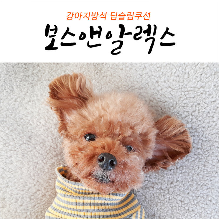  보스앤알렉스 여기가 세상 낙원이다개
