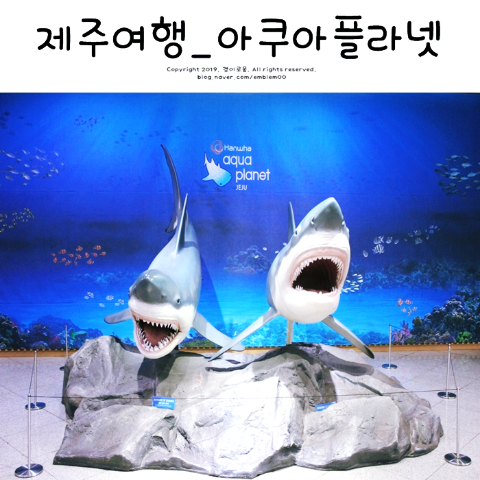제주아쿠아플라넷 제주도아쿠아리움 몇년만의 만족스러운 방문! 제주아쿠아플라넷 제주도아쿠아리움 몇년만의 만족스러운 방문!