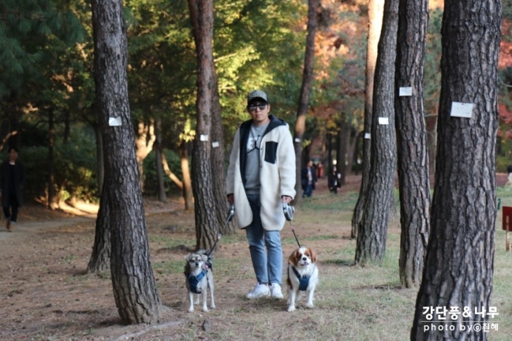  주말 가볼만한곳 서울숲 강아지 주말 산책